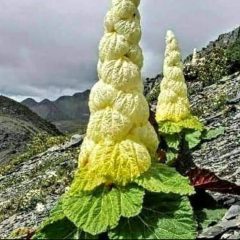 Kembali kepada Allah.